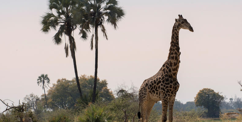 Sandibe Okavango Safari Lodge	