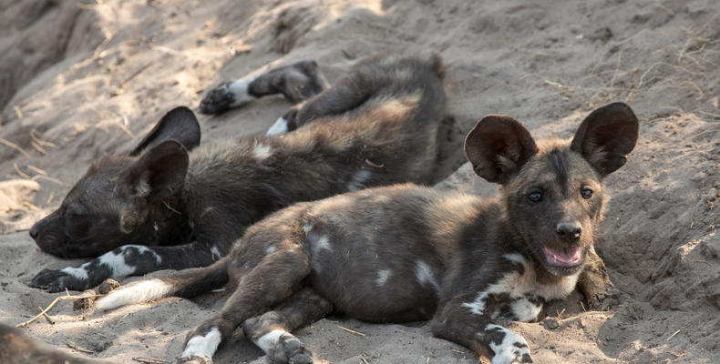 Sandibe Okavango Safari Lodge	