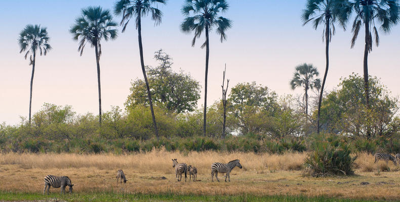 Sandibe Okavango Safari Lodge	