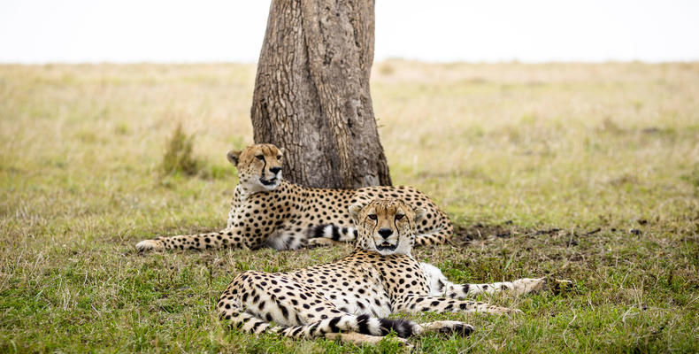 Sanctuary Olonana - cheetah