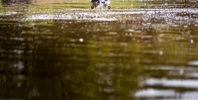 Sanctuary Olonana - hippo