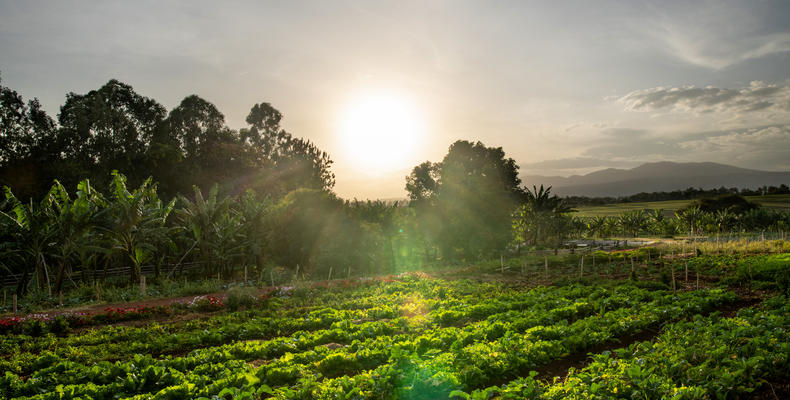 Ngorongoro Farm House - Vegetable Garden