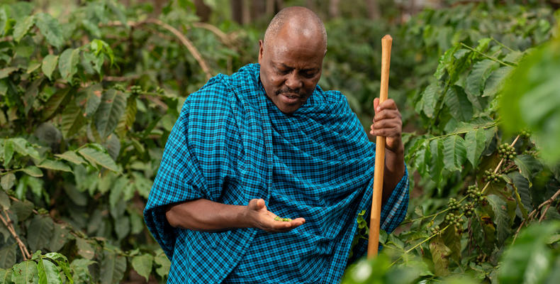 Ngorongoro Farm House - Coffee Walk