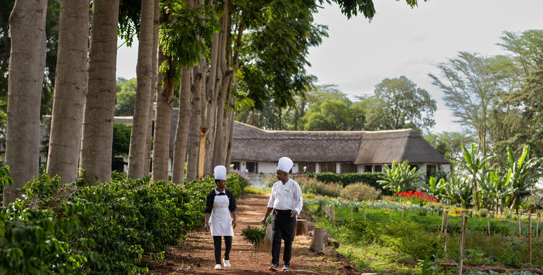 Ngorongoro Farm House - Chefs and Garden