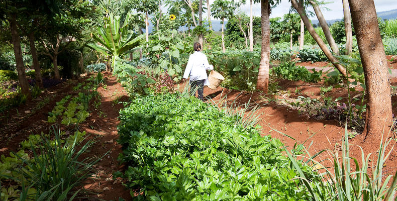 Ngorongoro Farm House - Karatu