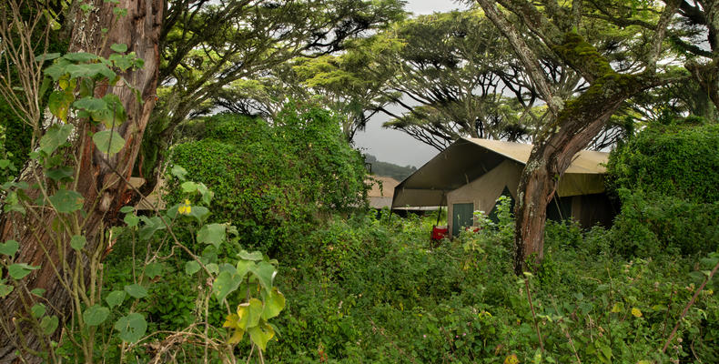 Exterior view of the Tent