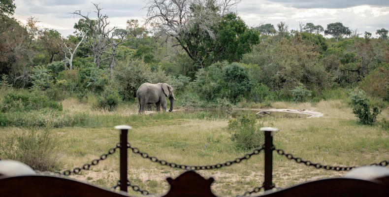 Elephant at the waterhole 