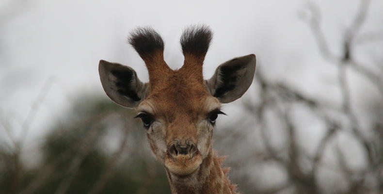 Thornybush Nature Reserve 