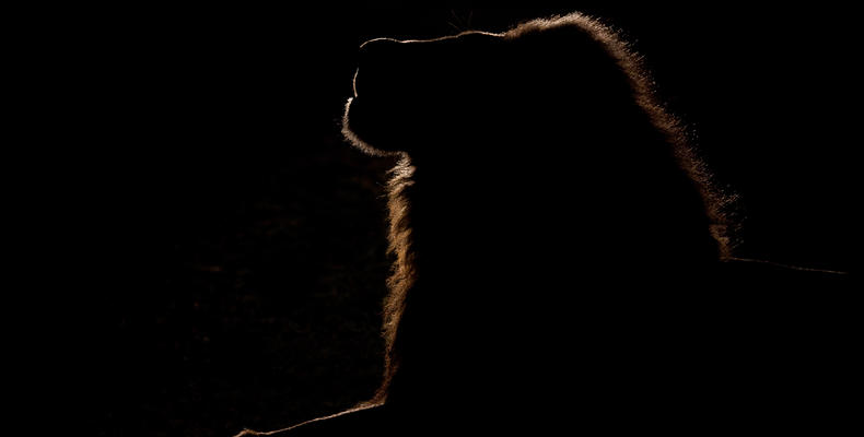 Backlit Lion