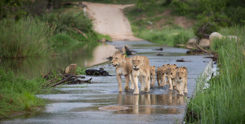 Lions crossing the Sand River 