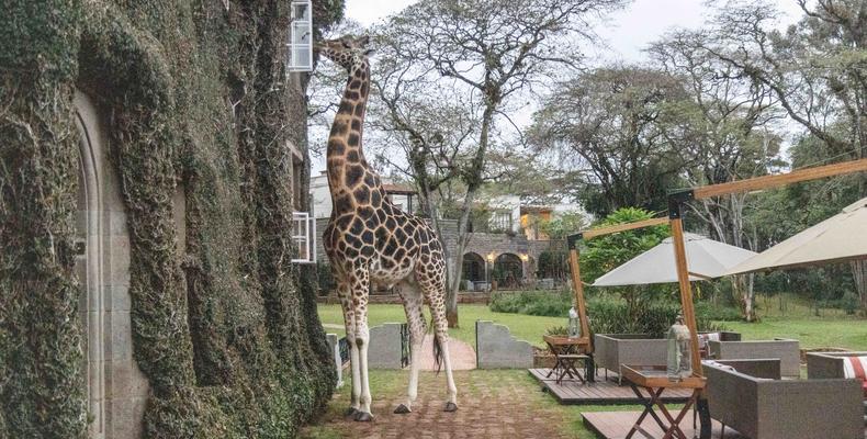 Giraffe Wake up call