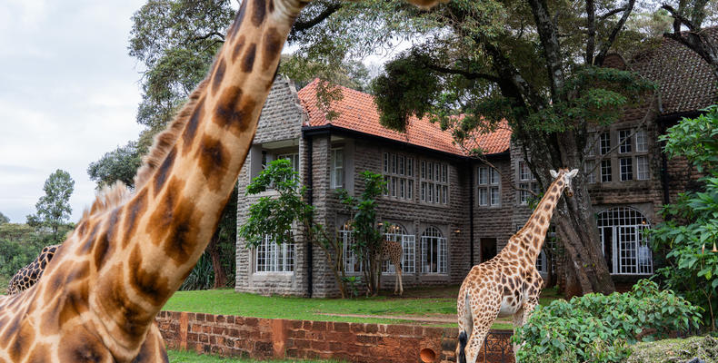Giraffes at Giraffe Manor