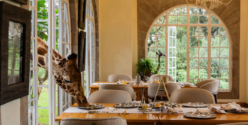 Giraffe popping in for treats