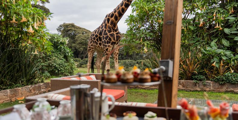 A spot of tea and a giraffe