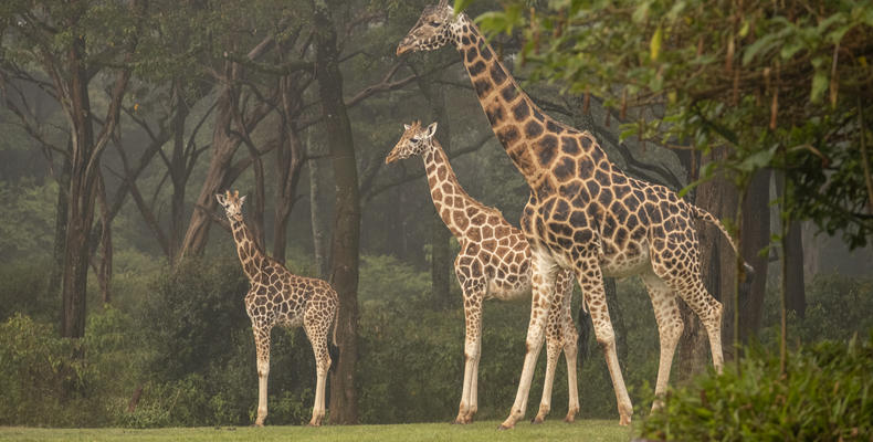 Resident Nubian giraffes