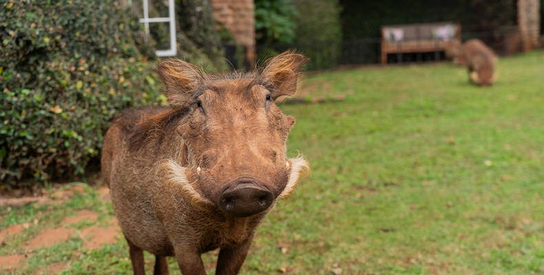 Pumbas at Giraffe Manor