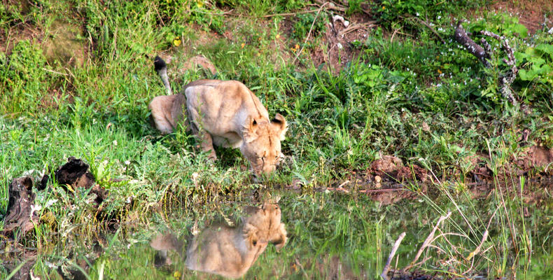 Leeuwenbosch Country Lodge - Wildlife sightings