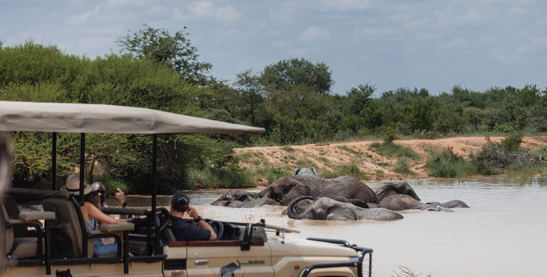 Elephant Swim