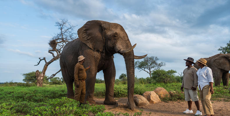 Elephant Experience