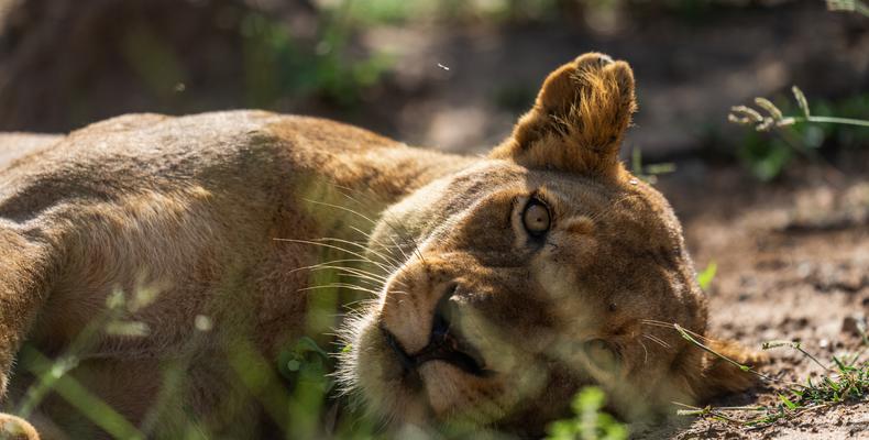 Wild Life