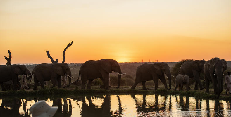 Elephant sunset