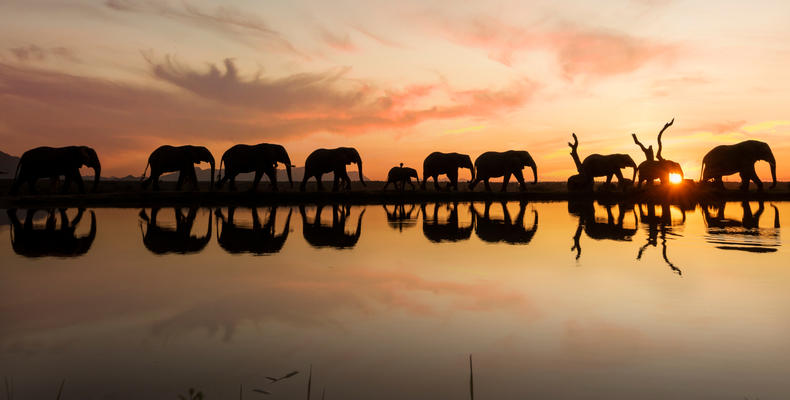 Elephant Sunset