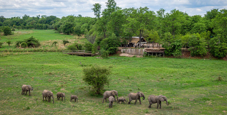 elephants in front of Zungulila Bushcamp