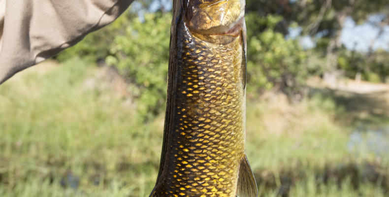Xaranna Okavango Delta Camp