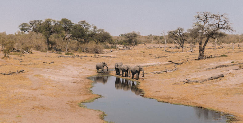 Elephants at Savute Watering Hole