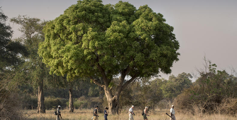 Nyamatusi Mahogany