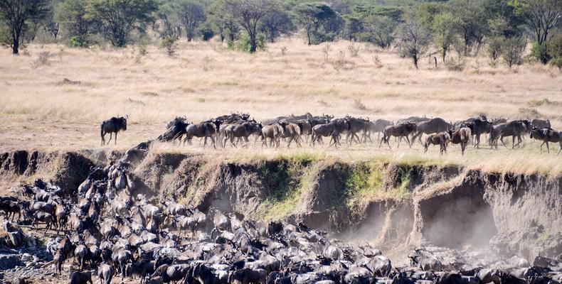 Migration