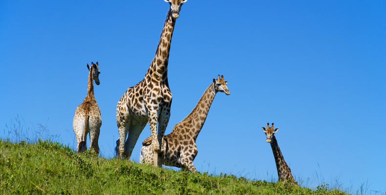 Wildlife - Giraffe