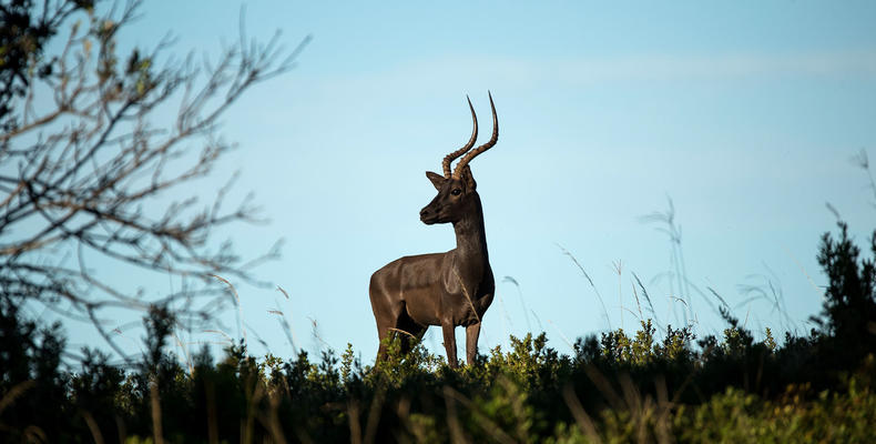 Wildlife - Black Impala