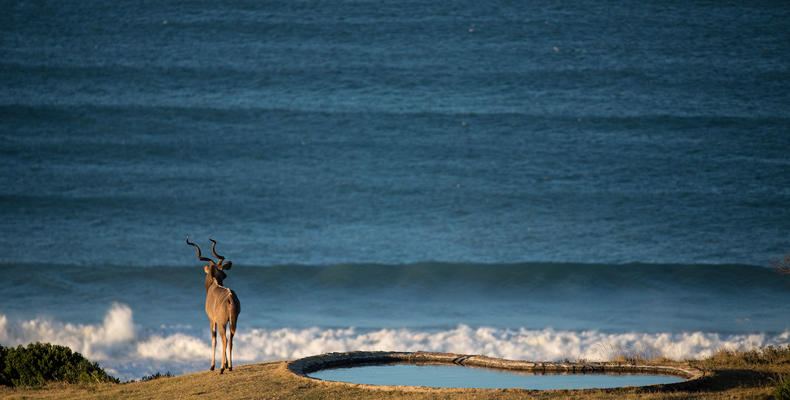 Wildlife