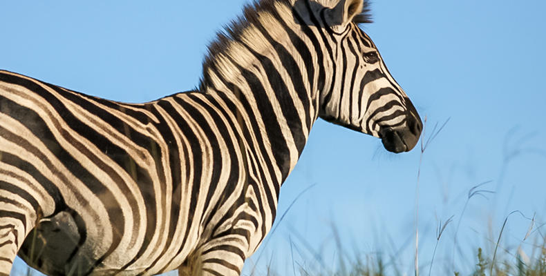 Wildlife - Zebra