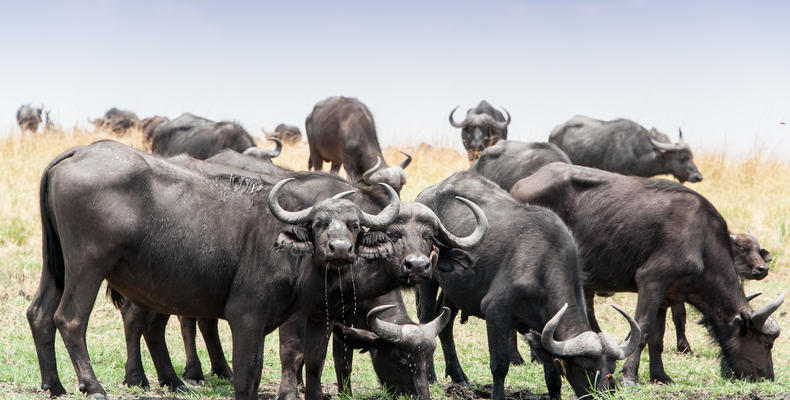 Game Viewing
