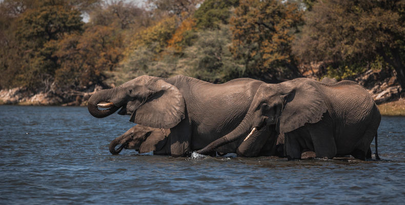 Elephants