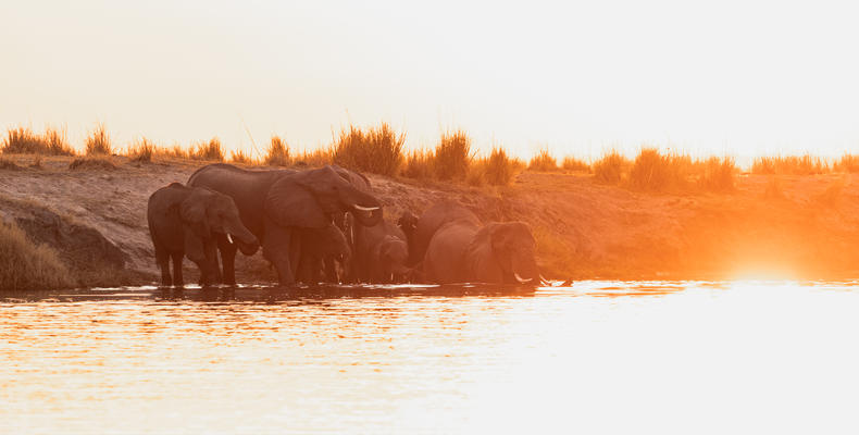 Elephants