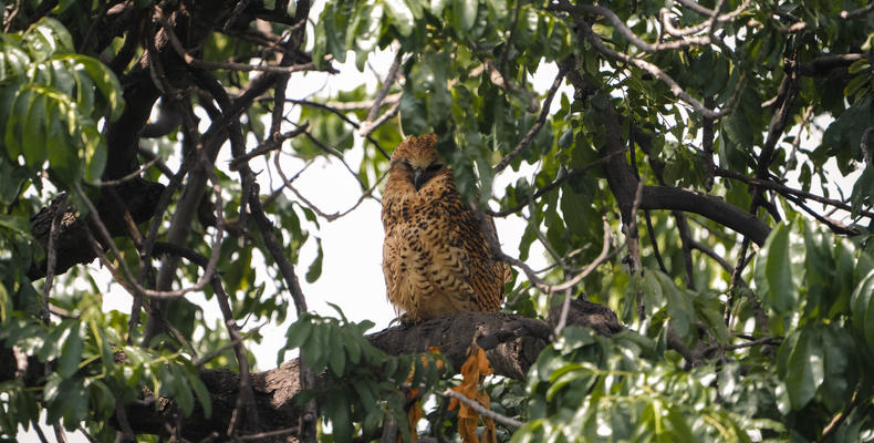 Pels Fishing Owl