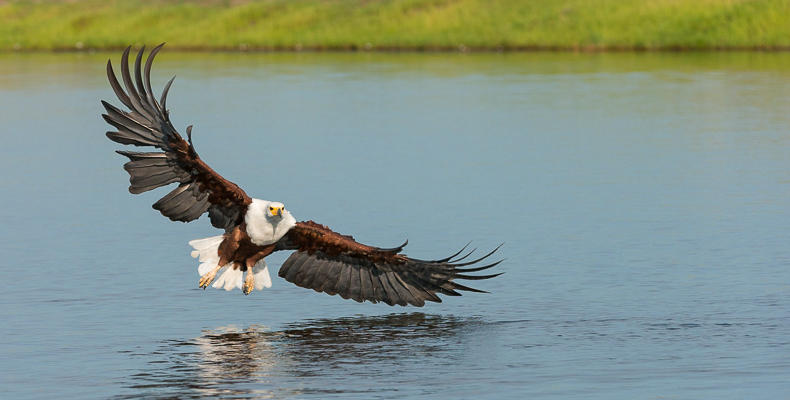 Fish Eagle