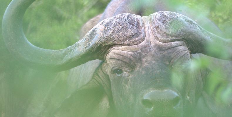 The Big Five - Buffalo