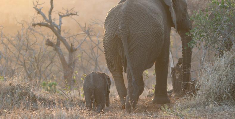 The Big 5 - Elephants