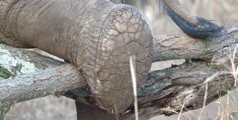 The Big 5 - Elephant