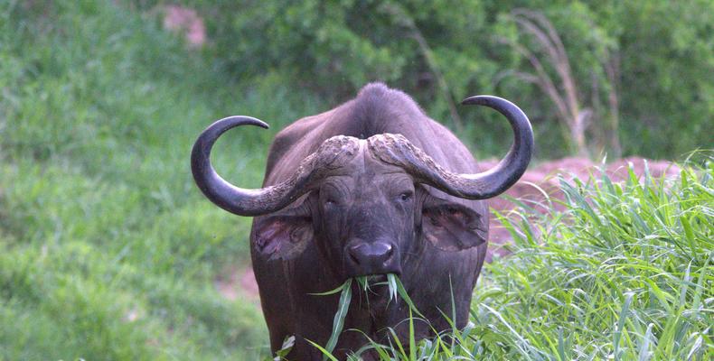 The Big Five - Buffalo