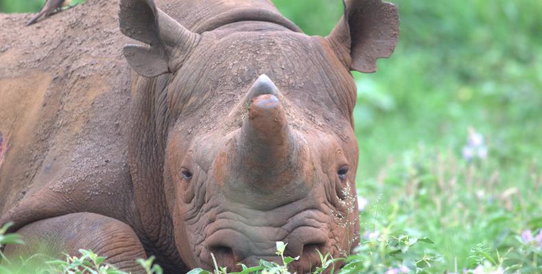 The Big Five - Black Rhino