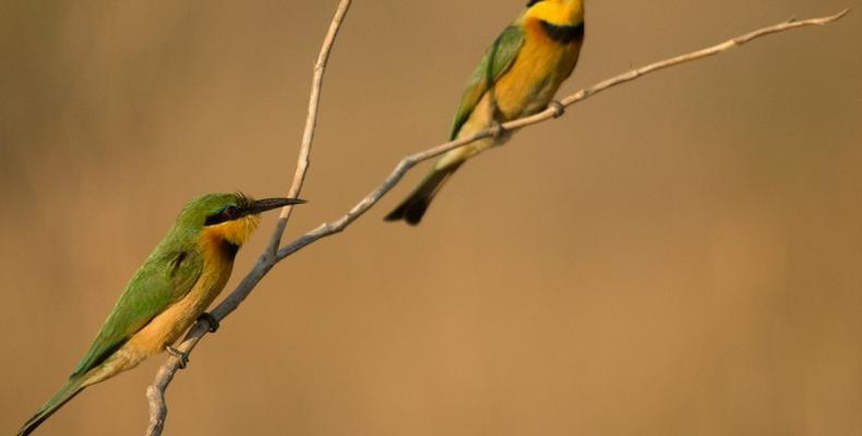 Birdlife