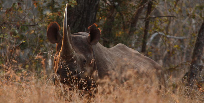 Big 5 - Black Rhino