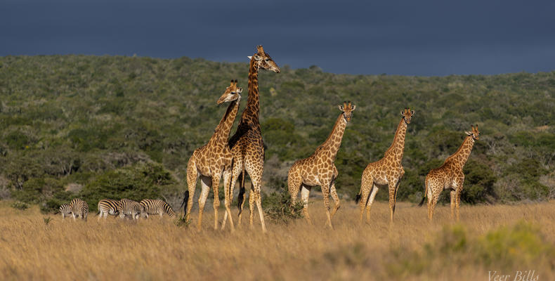 Amakhala Game Reserve 