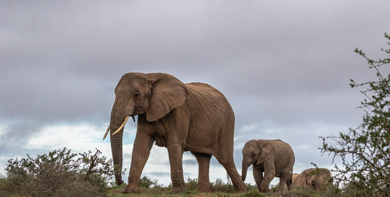 Amakhala Game Reserve 