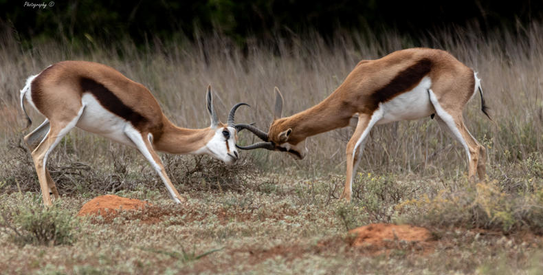 Amakhala Game Reserve 